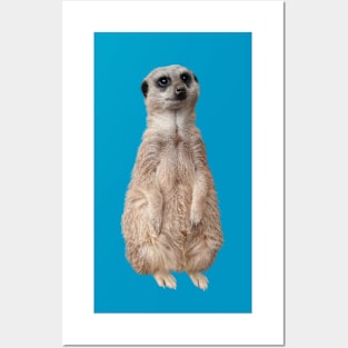 Meerkat - Cute meerkat watching the view -Teal Posters and Art